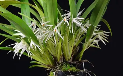 Maxillaria splendens