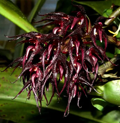 Bulbophyllum lasianthum