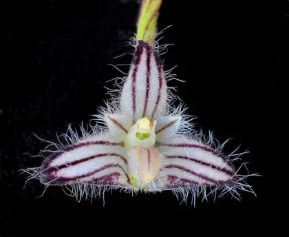 Bulbophyllum lindleyanum