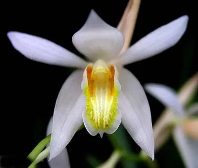 Coelogyne foerstermannii