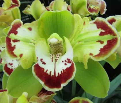 Cymbidium Via Avanti 'Harlequin'