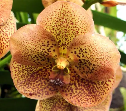 Ascocenda Pinthong