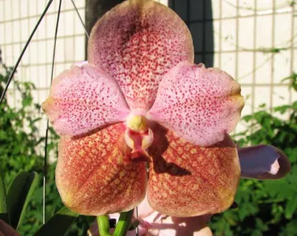 Ascocenda Kultana Pappion x Vanda Kultana Ruby