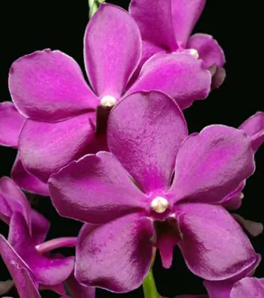 Ascocenda Varut Fushia x Ascocenda Leena Kamolphan
