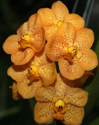 Ascocenda Miami 'Brown Spots' x Ascocenda Miami 'Gold Spots'