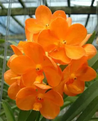 Ascocenda Orange Delight