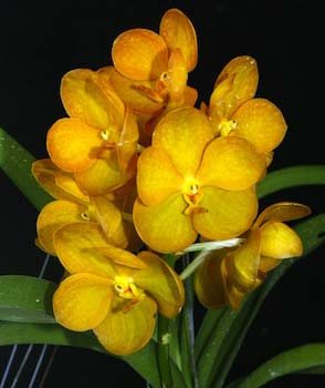 Ascocenda Ram Indra x Ascocenda Krailerk White x Vanda Kultana Gold