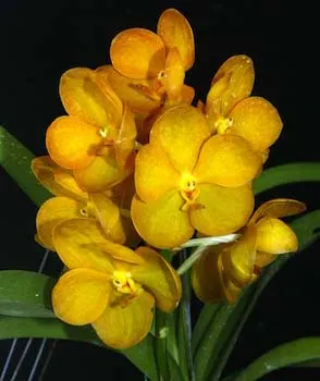 Ascocenda Ram Indra x Ascocenda Krailerk White x Vanda Kultana Gold