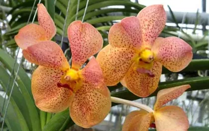 Ascocenda Rakjai x Vanda Pranermprai
