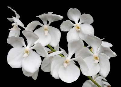 Ascocenda Kultana White