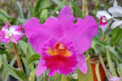 Brassolaeliocattleya Lucky Strike 'Mangkorn'