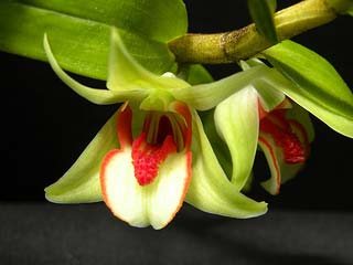 Dendrobium cruentum