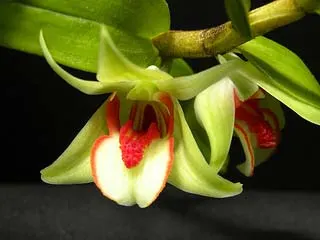 Dendrobium cruentum