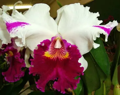 Laeliocattleya Longriver Compton