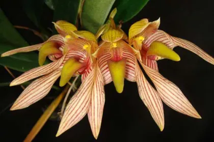 Bulbophyllum bicolor