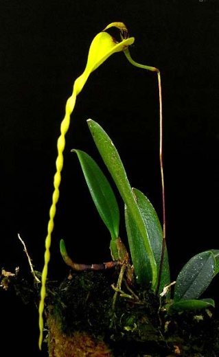Bulbophyllum contortisepalum var. flava
