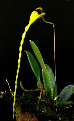 Bulbophyllum contortisepalum var. flava
