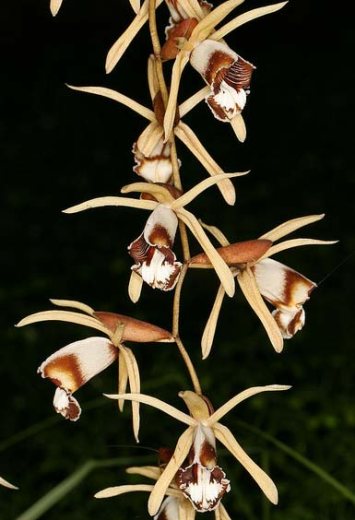 Coelogyne dayana