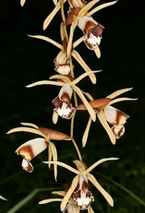 Coelogyne dayana