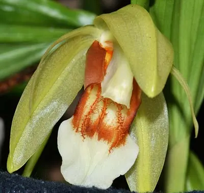 Coelogyne septemcostata