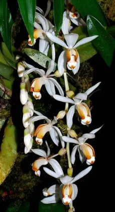 Coelogyne swaniana
