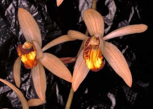 Coelogyne velutina