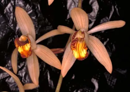 Coelogyne velutina