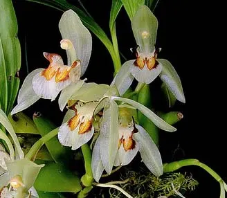 Coelogyne assamica