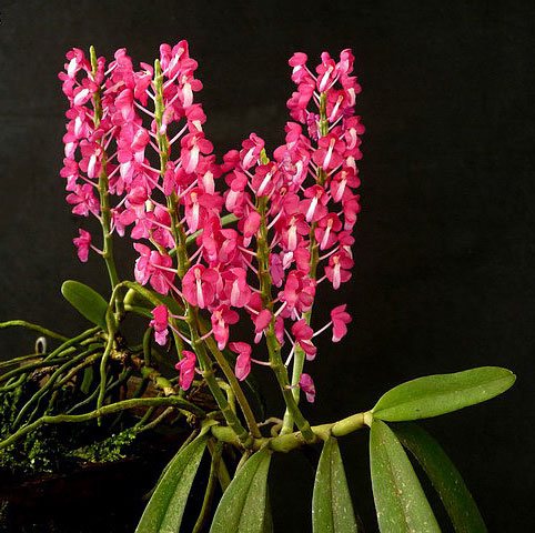 Dyakia hendersoniana