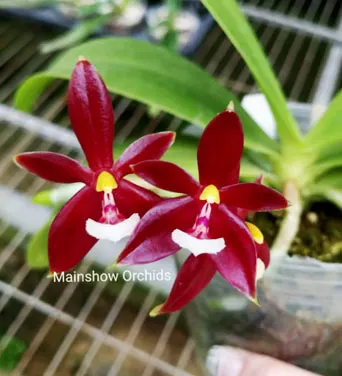 Phalaenopsis cornu cervi 'Red'