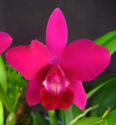 Laeliocattleya Chian-Tzy Angiekoh 'Four Season'
