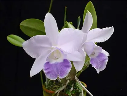 Laeliocattleya Memoria Hideyuki Goto 'Xiang Fei'
