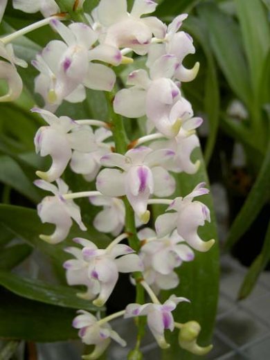 Aerides odorata