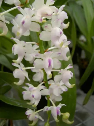 Aerides odorata