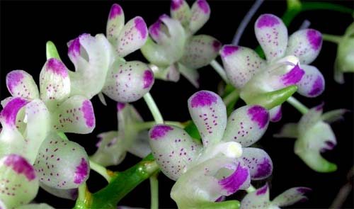 Aerides quinquevulnera