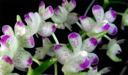 Aerides quinquevulnera