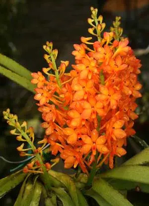 Ascocentrum aurantiacum