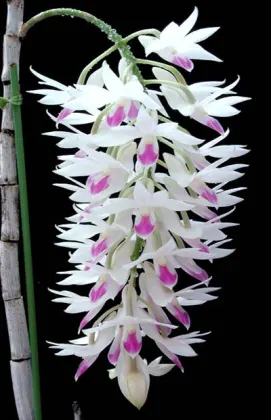 Dendrobium amethystoglossum