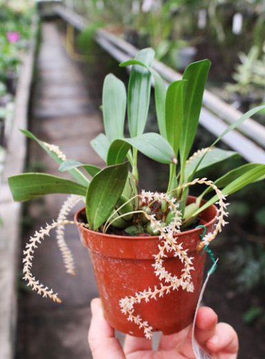 Dendrochilum curanii