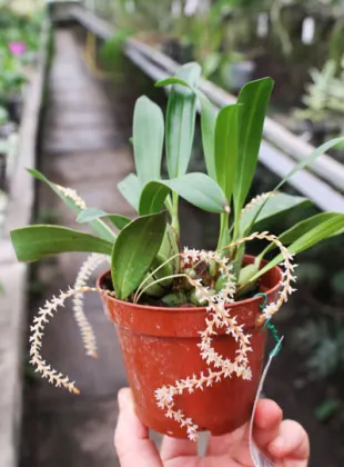 Dendrochilum curanii