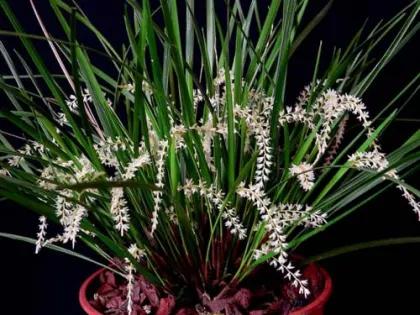 Dendrochilum williamsii