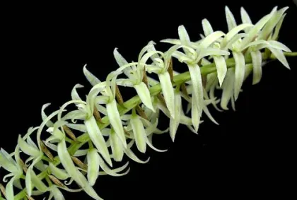 Dendrochilum yuccaefolium