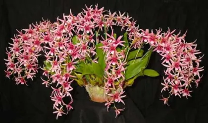 Epigeneium treacherianum (lyonii)