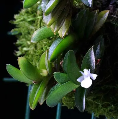 Microsaccus wenzelii