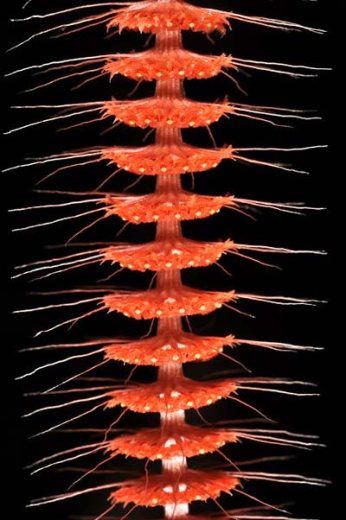 Oberonia setigera