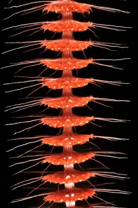 Oberonia setigera