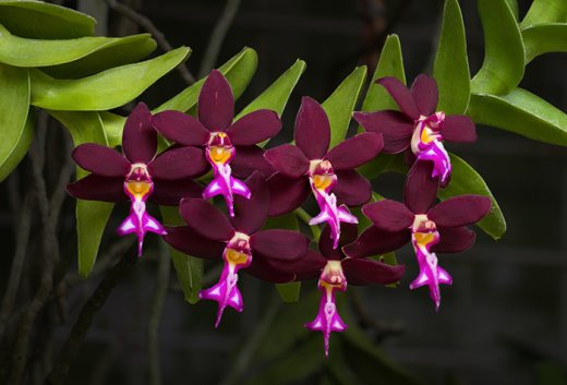 Trichoglottis atropurpurea
