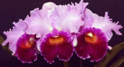 Laeliocattleya Bonanza Queen 'Panamint'
