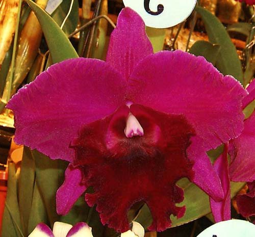 Rhyncattleanthe Guanmiau City 'Black Ruby'