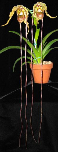 Phragmipedium popowii